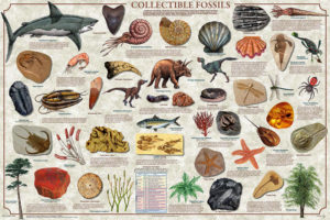 Collectible Fossils