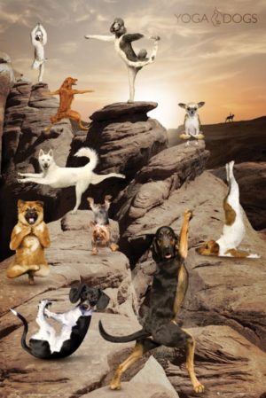 Yoga Dogs Canyon Poster