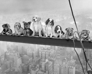 Dogs On A Girder Mini Poster