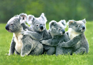 Koalas