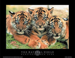 Tiger Cubs