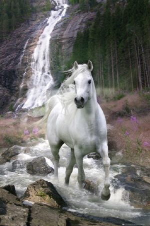 Horse Waterfall Bob Langrish Poster