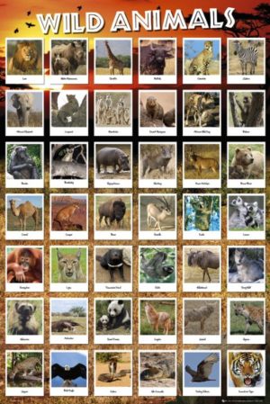 Wild Animals Poster