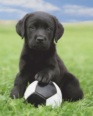 Dog Labrador Football