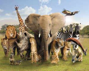 Wild World