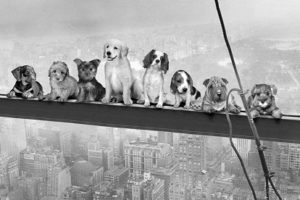 Dogs on a Girder