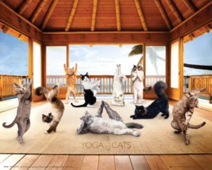 Yoga Cats Hut Mini Poster