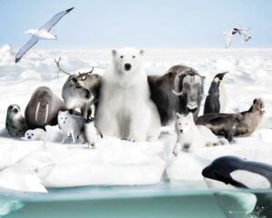Frozen Planet