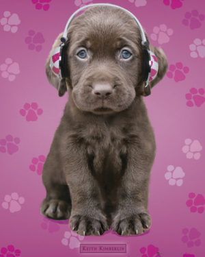 Keith Kimberlin - Chocolate Lab Headphones