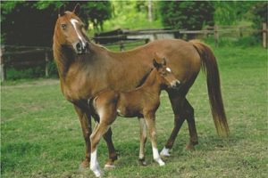 Mare and Foal Paddock