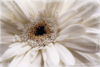 White Flower