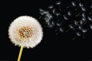 Dandelion Dream Poster