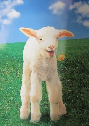 Spring Lamb Poster