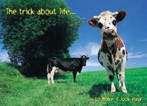 Cows Trick About Life