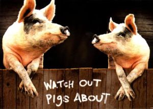 Watch Out Pigs About