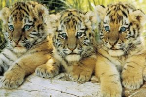 Three Tiger Cubs Poster
