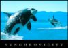 Synchronicity Orcas