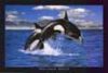 Orcinus Orca