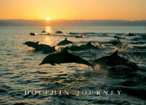 Dolphin Journey Poster