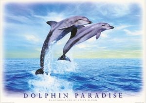 Dolphin Paradise by Steve Bloom Poster