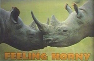 Feeling Horny Rhinos