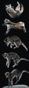 Purrfect Landing Tabby Cat Slim Poster