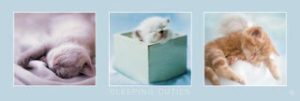 Sleeping Kitten Cuties Slim Poster