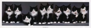 Ten Norwegian Kittens Slim Poster