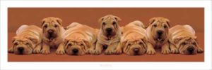 Sharpei Pups Slim Poster
