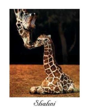 Shahni Giraffe Poster