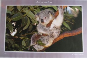 Koala Poster