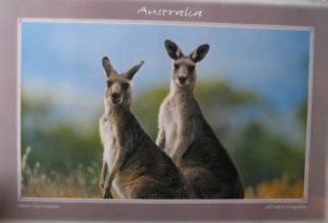 Eastern Grey Kangaroos Poster