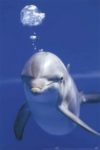 Dolphin Bubble Poster