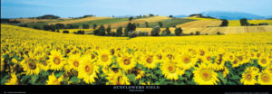 Sunflowers Field Umbria by Philip Enticknap Photographic Print
