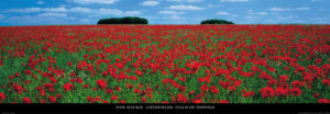 Cotswolds Field of Poppies by Tom Mackie Photographic Print