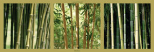 Bamboo Triptych by Laurent Pinsard Photographic Print