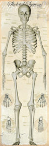 Skeletal System Door Poster