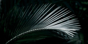 Black Palm Photographic Print