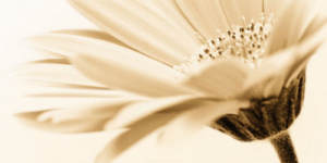Gerbera Close Up Photographic Print