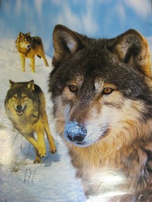 Wild At Heart Wolves Poster (Published 1995, some wear)