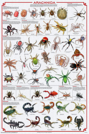 Arachnida