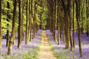 Woodland Path Poster