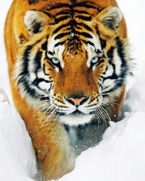 Tiger in the Snow Mini Poster