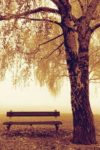 Park Bench Poster