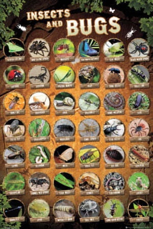 Insects and Bugs Poster