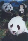 Panda The Spirits of the Forest Poster