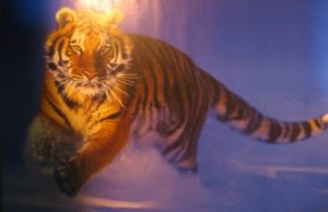 Siberian Tiger Blue Poster (Published 1998, some wear)