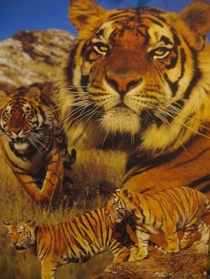 Tiger Mountain Poster
