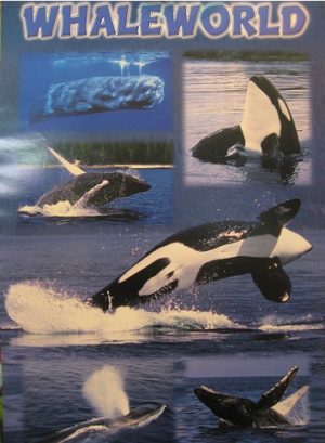 Whale World Poster