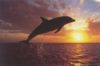 Dolphin Ascent Poster